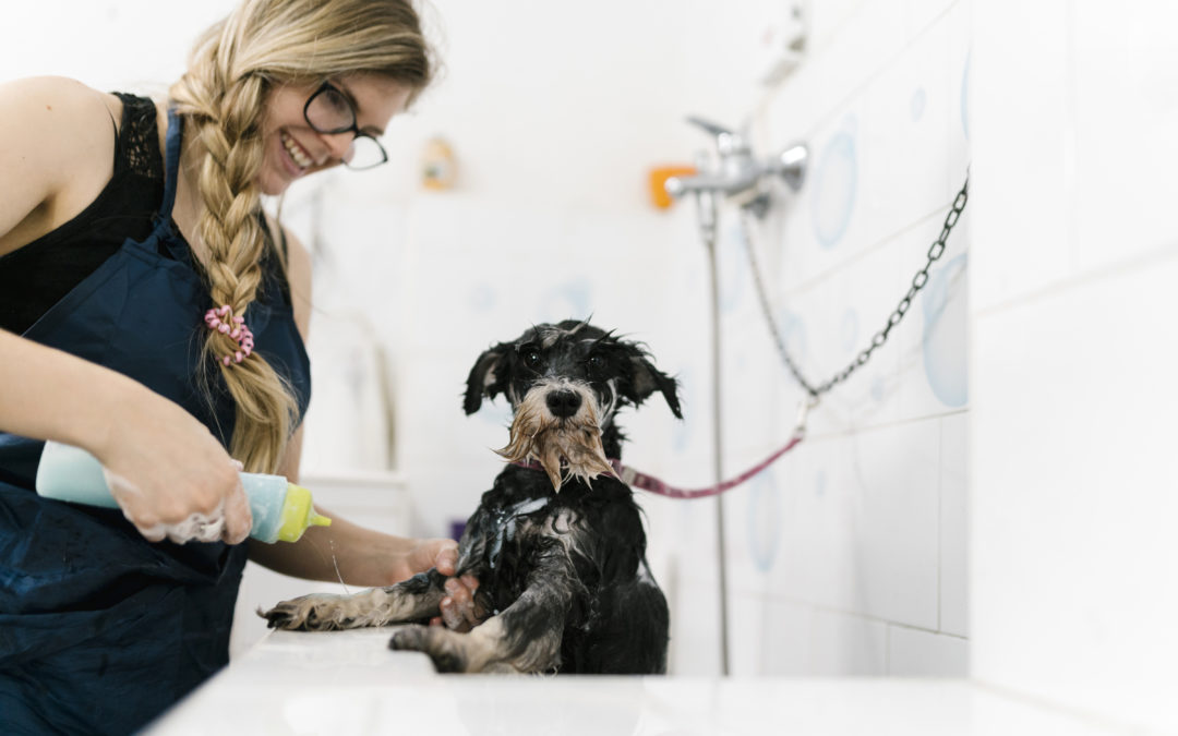 Woman washing a schnauzer dog.