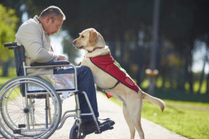 Man in wheelchair with dog in park. Dogs can serve as assistance animals to people with disabilities or mental health issues.